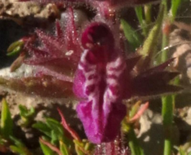 (3) Blüte von vorne.JPG