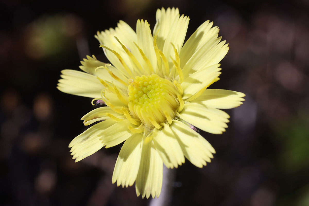 Hieracium pilosella_0333.jpg