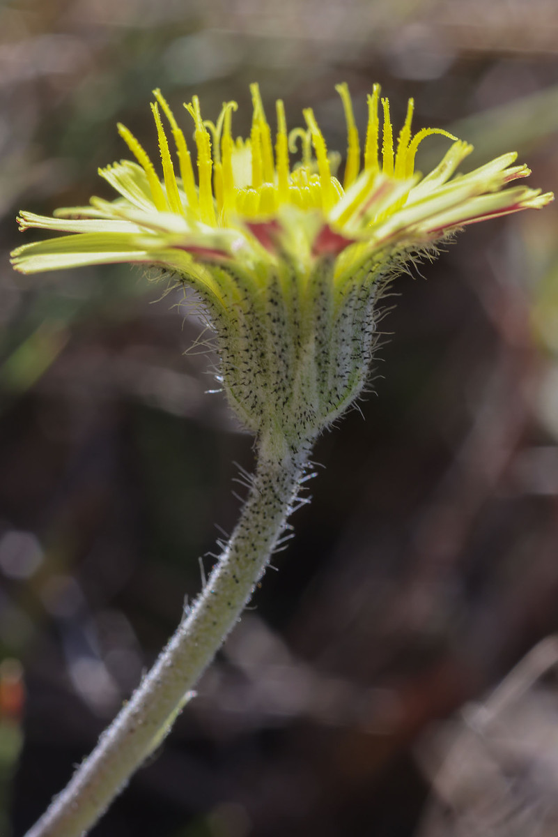 Hieracium pilosella_0335.jpg