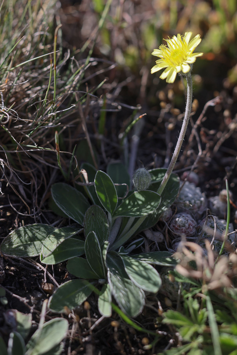 Hieracium pilosella_0336.jpg