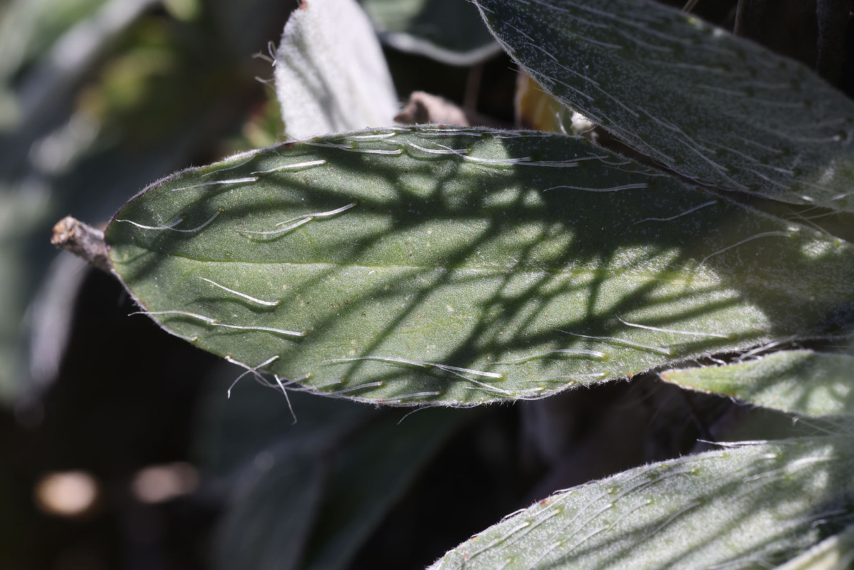 Hieracium pilosella_0346.jpg