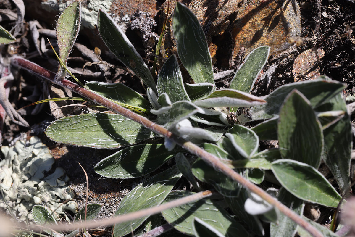 Hieracium pilosella_0349.jpg