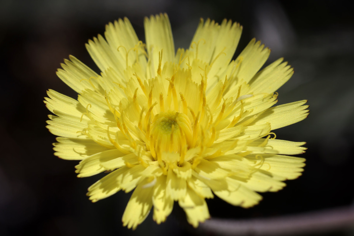 Hieracium pilosella_0350.jpg