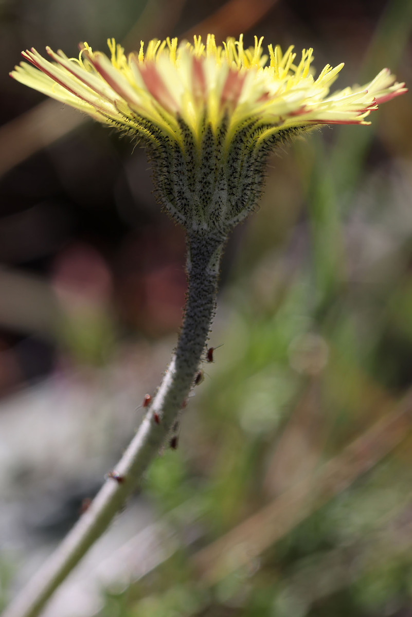 Hieracium pilosella_0353.jpg