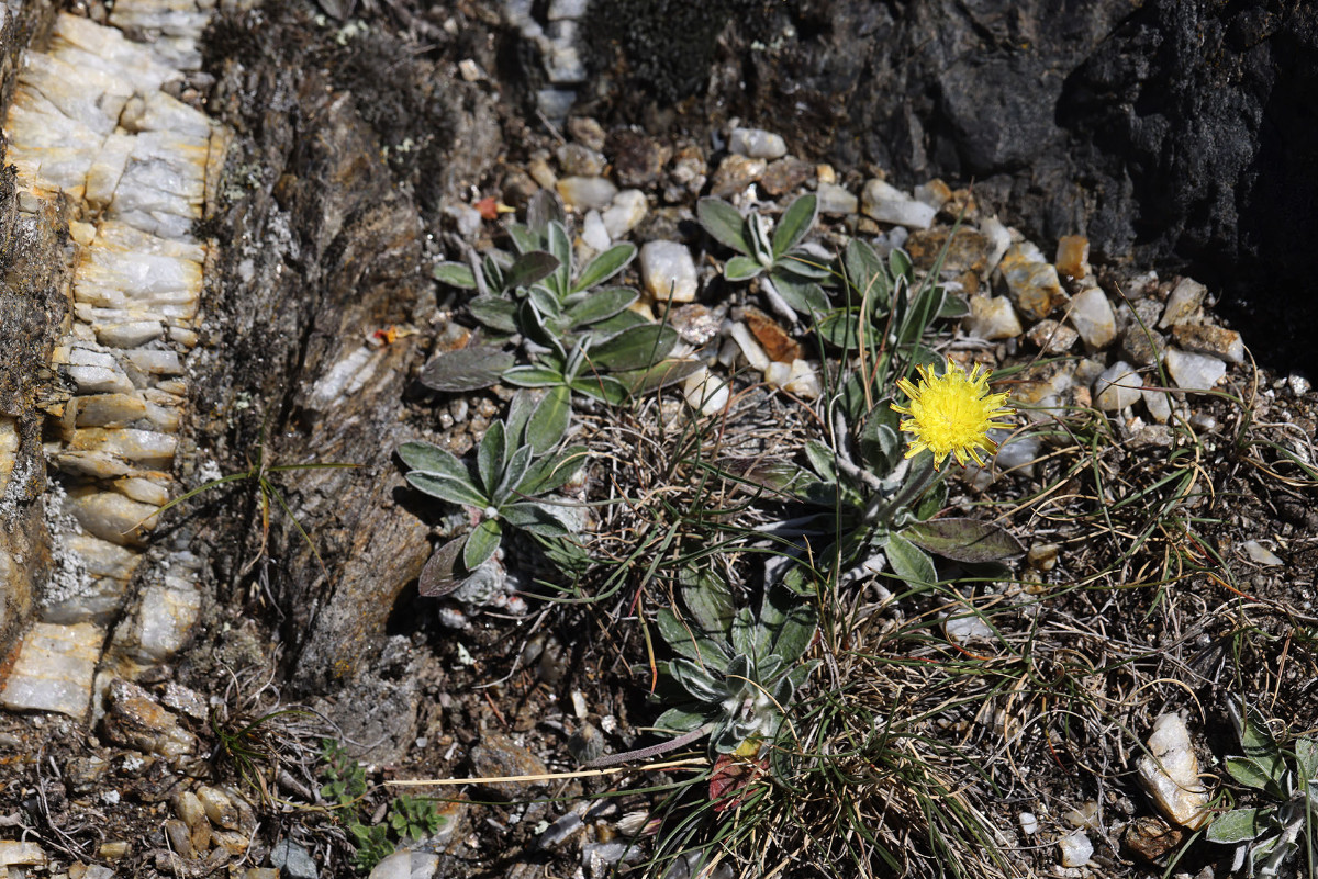 Hieracium pilosella_0354.jpg