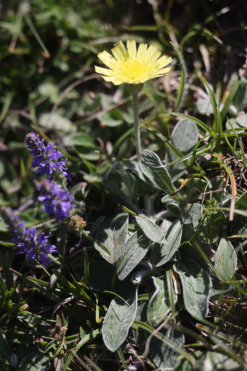 Hieracium pilosella_0361.jpg