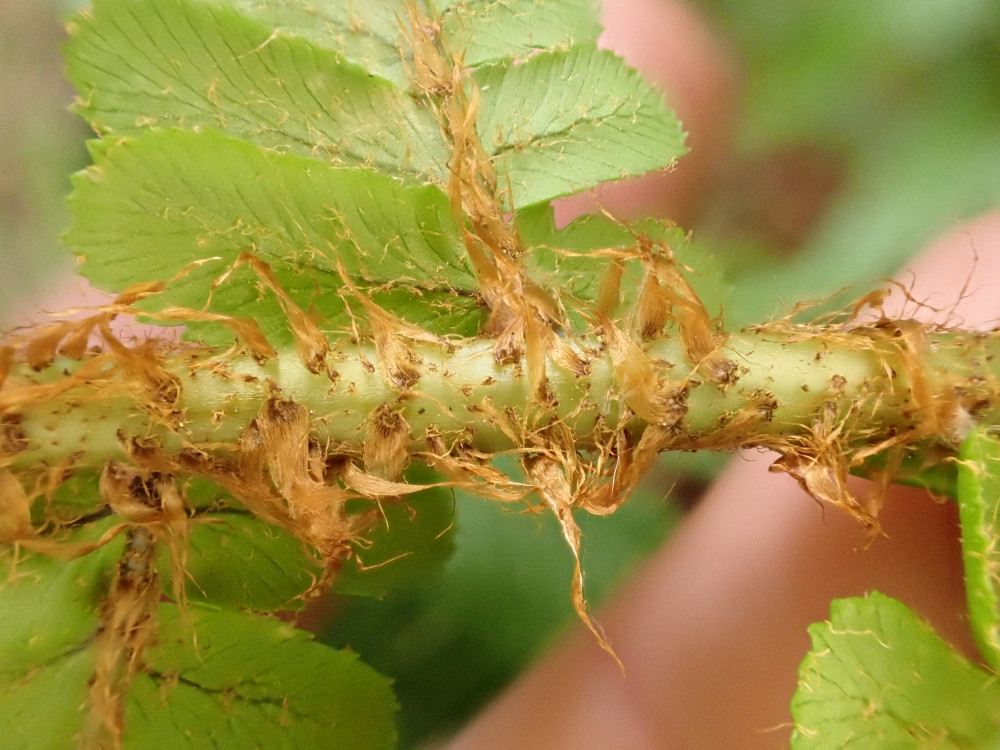 Dryopteris affinis-borreri_1.jpg