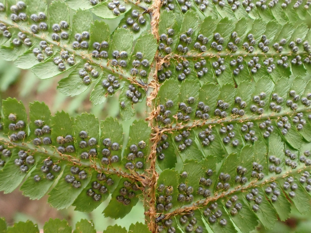 Dryopteris affinis-borreri_2.jpg