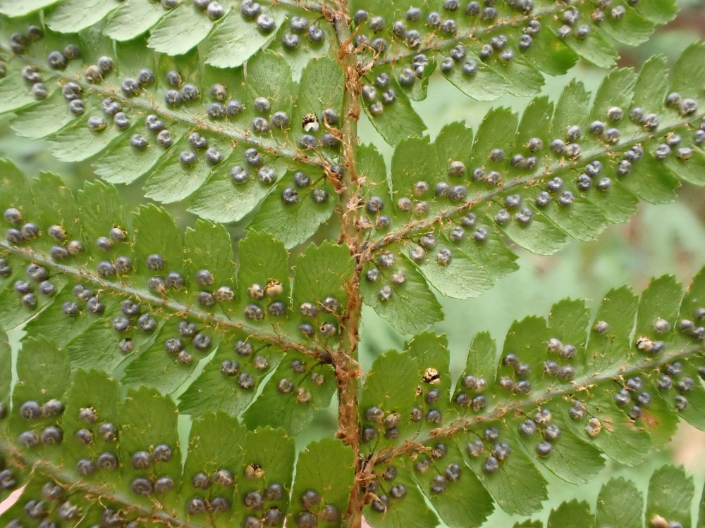 Dryopteris affinis-borreri_3.jpg