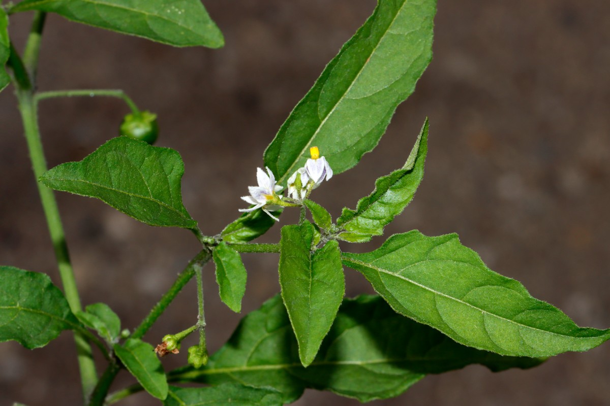Solanum americanum FriesenheimerInsel Getreidemühlen A03.jpg