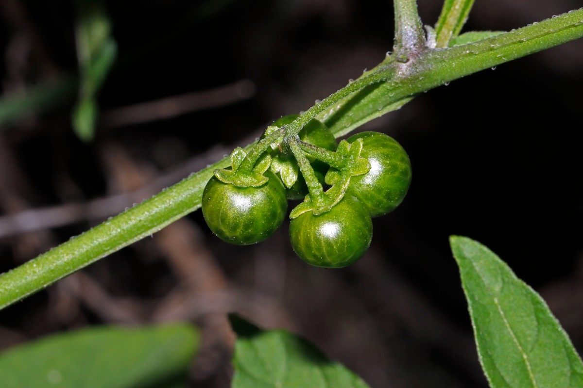 Solanum americanum FriesenheimerInsel Getreidemühlen A05.jpg