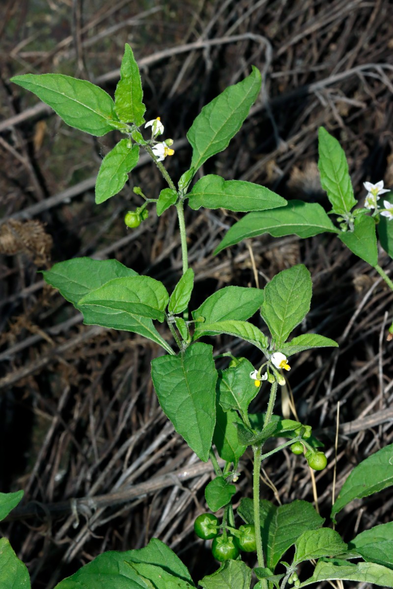 Solanum americanum FriesenheimerInsel Getreidemühlen A08.jpg