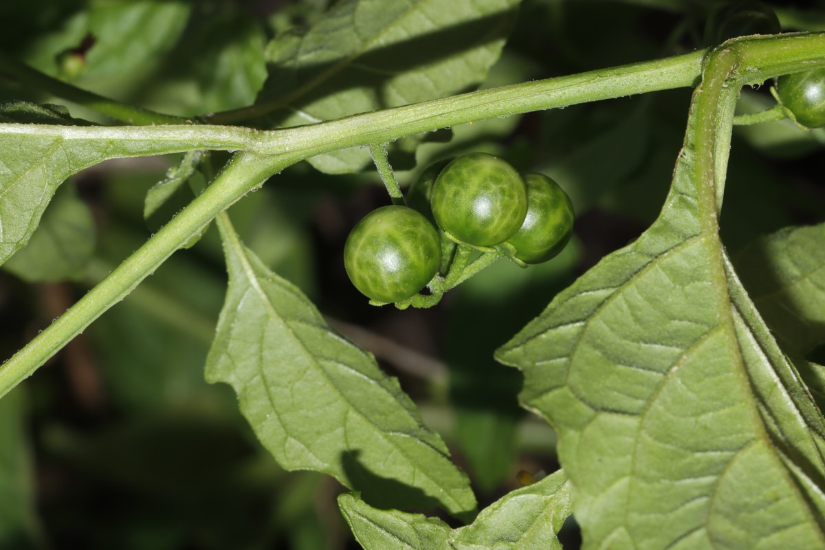 Solanum americanum FriesenheimerInsel Getreidemühlen A10.jpg