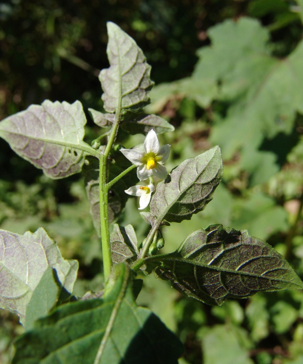 Solanum ptychanthum MtEtna BlairCo G2.jpg