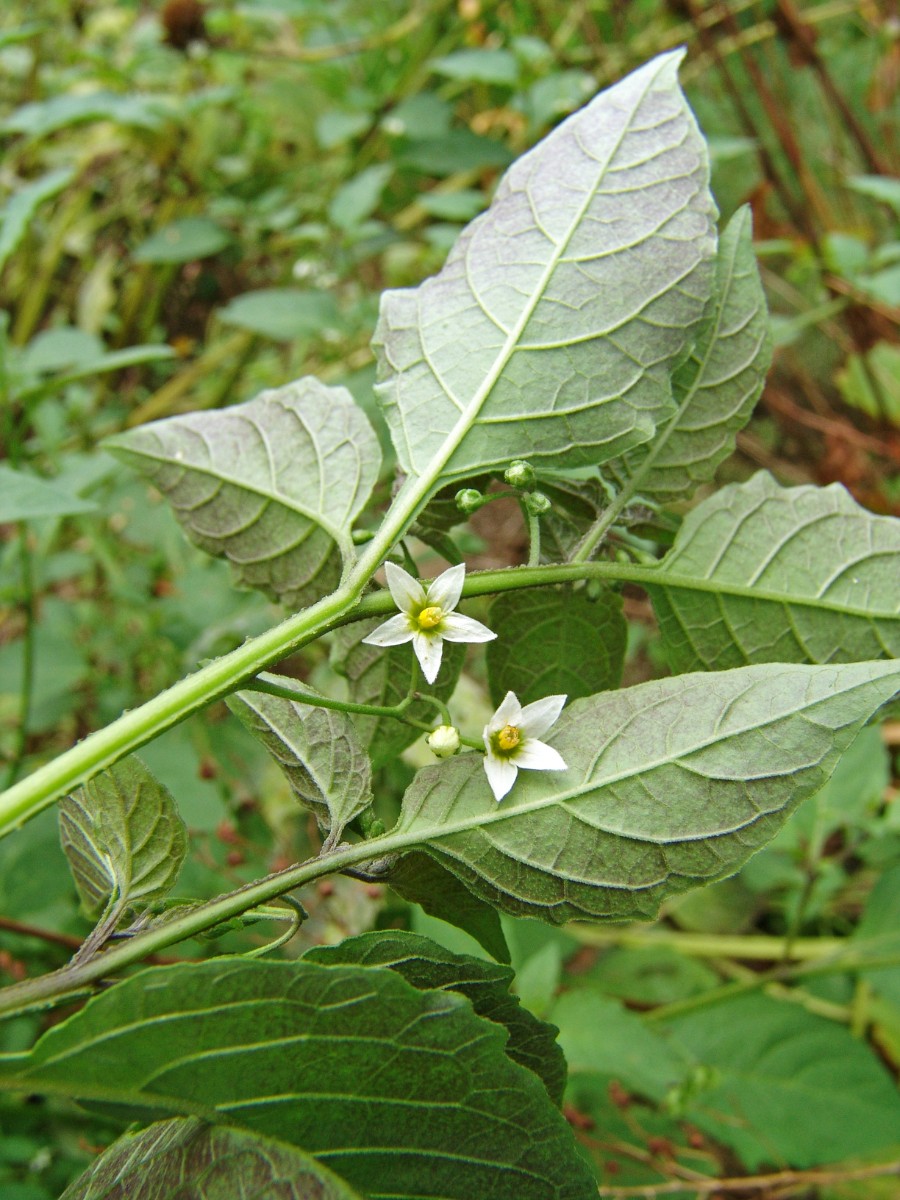 Solanum ptychanthum ShaverCreek EnvCent HuntCo G3.jpg