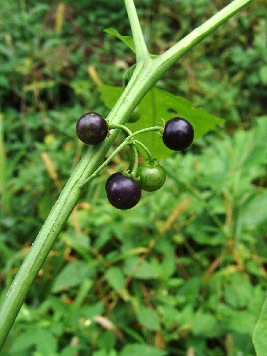 Solanum ptychanthum SinkingCreekPrairie CentCo G2.jpg