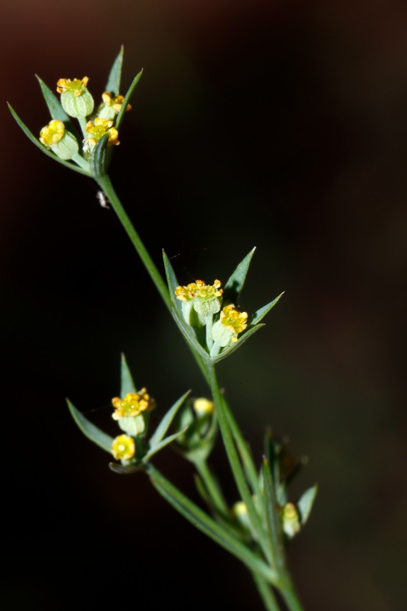 Bupleurum tenuissimum GartenWe23 A0.jpg