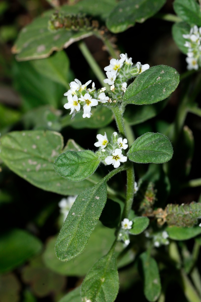 Heliotropium europaeum ex BellerKirche GartenWe23 A0.jpg