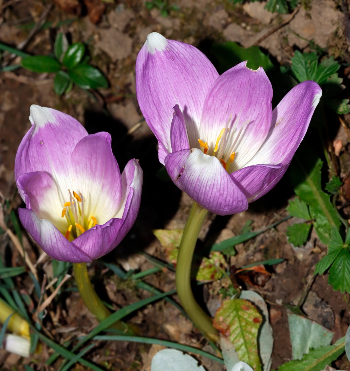 Colchicum bornmuelleri GartenWe23 A01.jpg