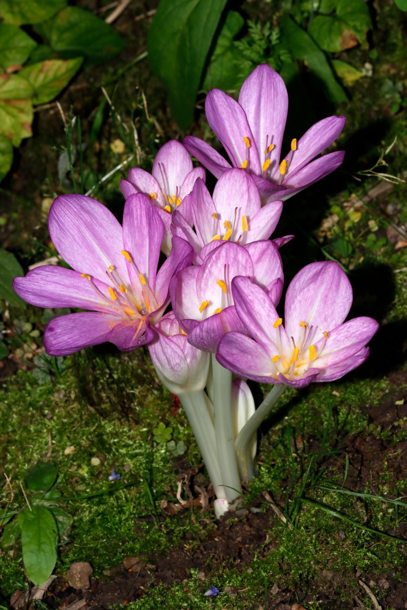 Colchicum cilicicum var purpureum GartenWe23 A02.jpg