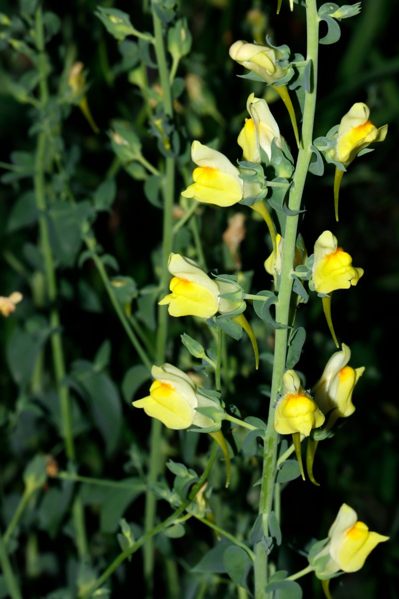 Linaria dalmatica ex Seeheim GartenWe23 A03.jpg