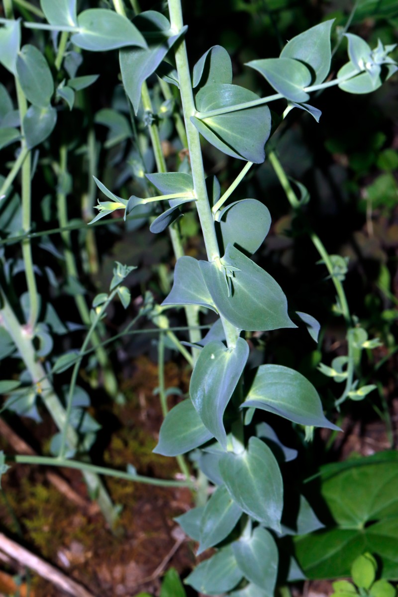 Linaria dalmatica ex Seeheim GartenWe23 A04.jpg