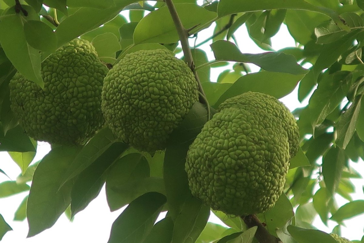 Sicher gepflanzt, noch nie gesehen: der Milchorangenbaum.