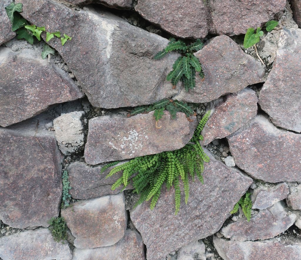 Asplenium-Trio: Milzfarn, Braunstieliger Streifenfarn, Mauerraute.