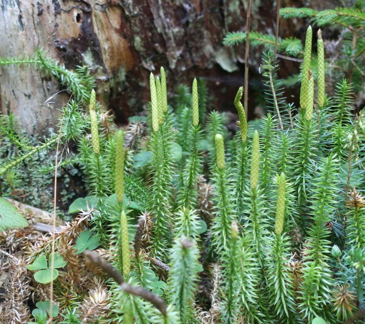 Auf dem Salten in der Krautschicht der Wälder neben Erica carnea und Calluna vulgaris: der Sprossende Bärlapp.