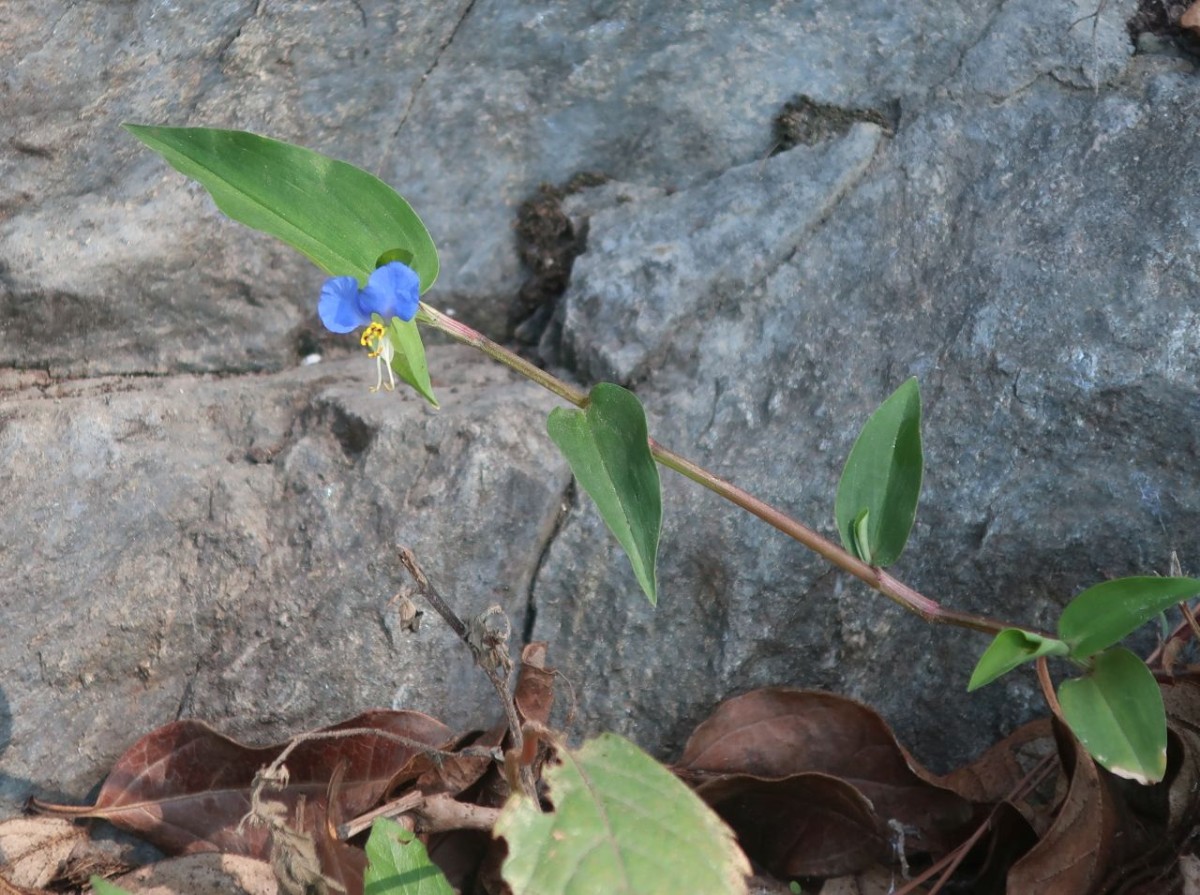 Und zum Abschluss ein hübsches Blümchen, noch nie zuvor gesehen: die Gewöhnliche Tagblume bzw. Himmelblaue Commelina, verwildert am Bahnhof Bozen sowie am Tappeinerweg in Meran.