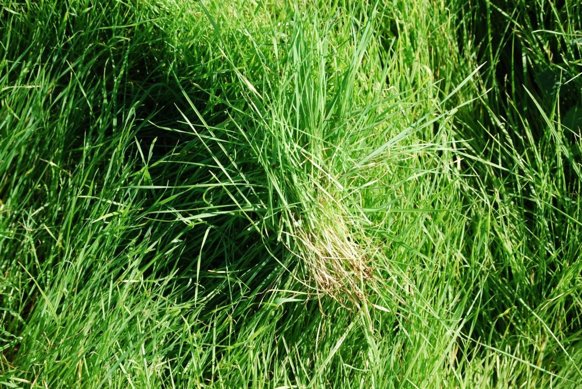 Gras.JPG