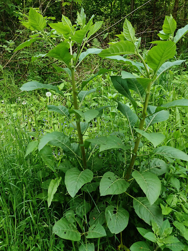 Atropa belladonna-a_05-2023.jpg