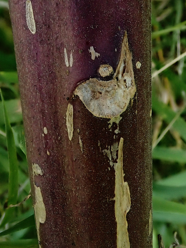 Atropa belladonna-f_08-2023.jpg