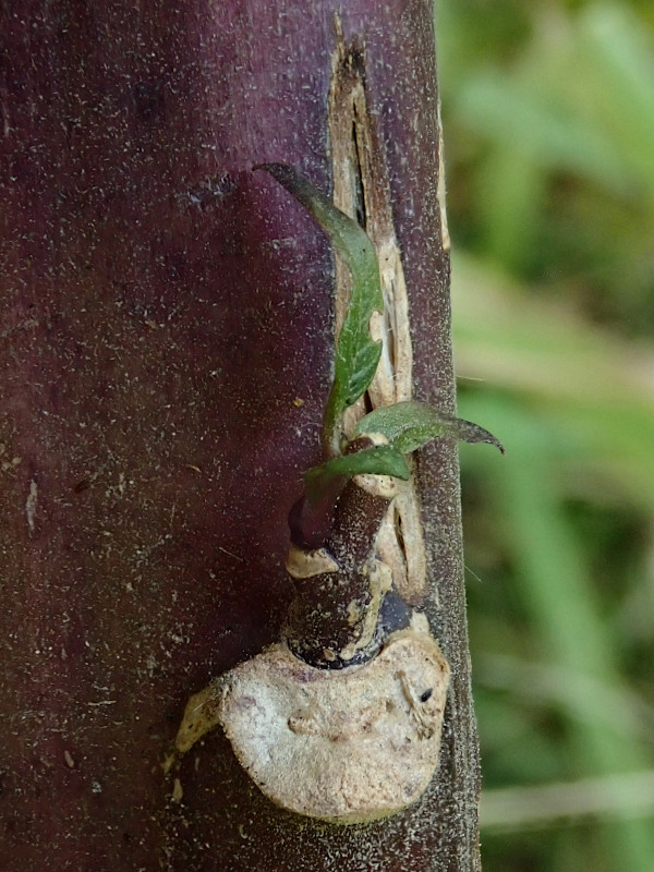 Atropa belladonna-g_08-2023.jpg