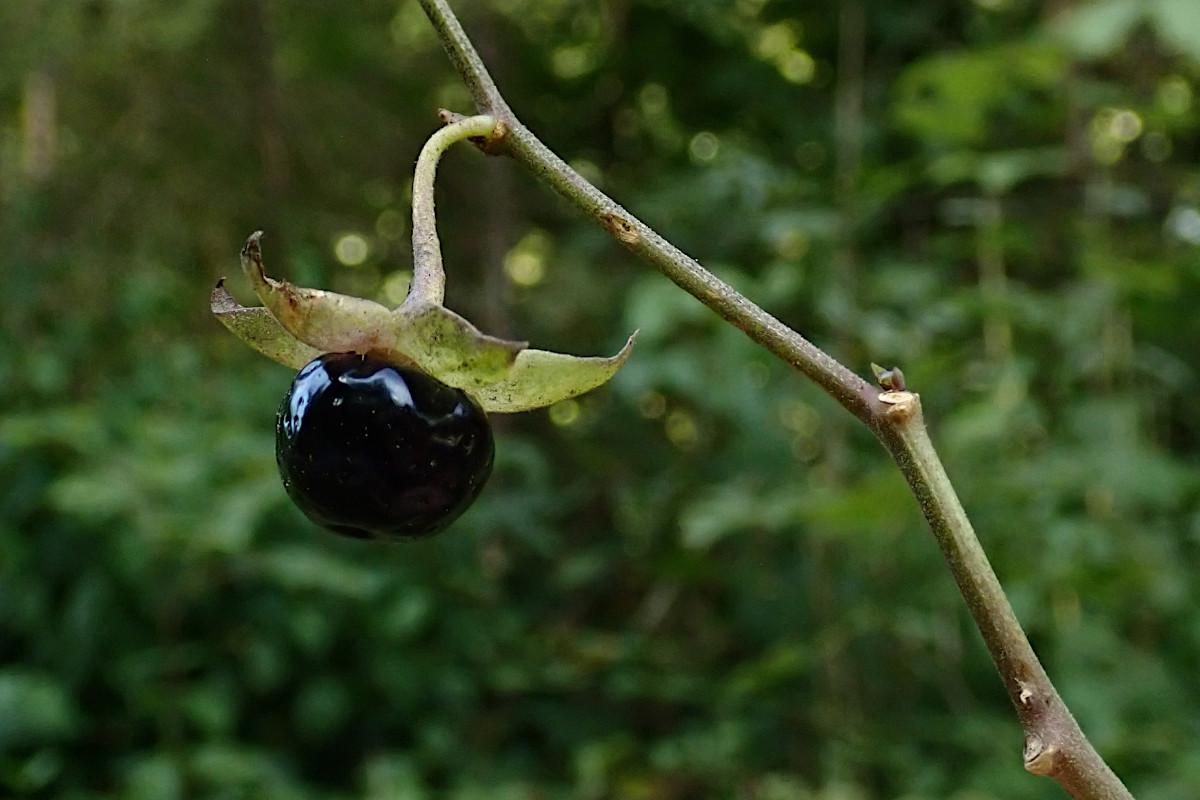 Atropa belladonna-h_08-2023.jpg