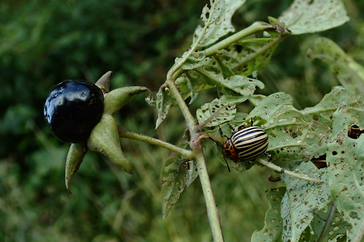 Atropa belladonna-i_08-2023.jpg