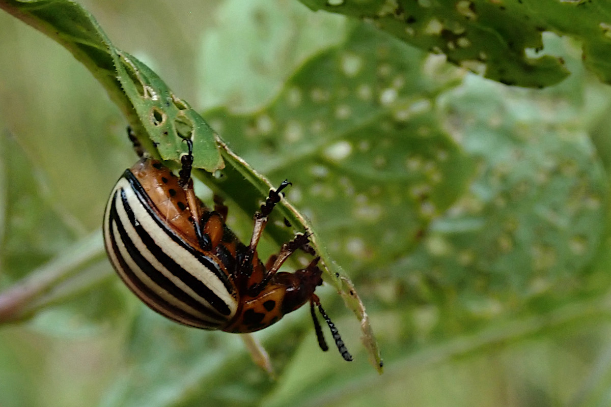 Leptinotarsa decemlineata-a_08-2023.jpg