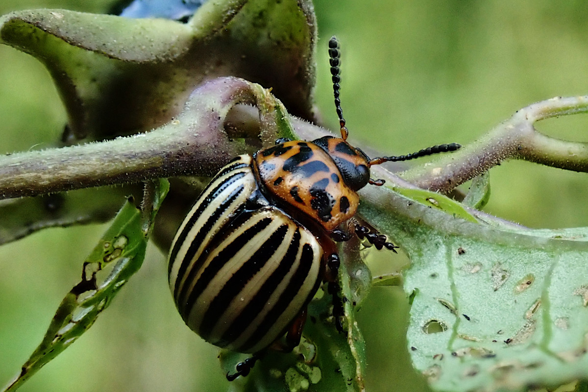 Leptinotarsa decemlineata-b_08-2023.jpg