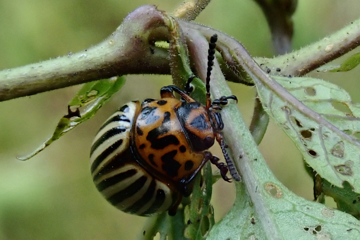 Leptinotarsa decemlineata-c_08-2023.jpg