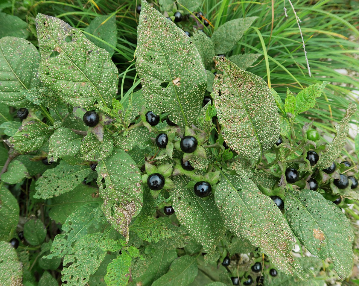 Atropa belladonna_Fraß Epitrix atropae_Schwäb.Alb phot Reibnitz.jpg