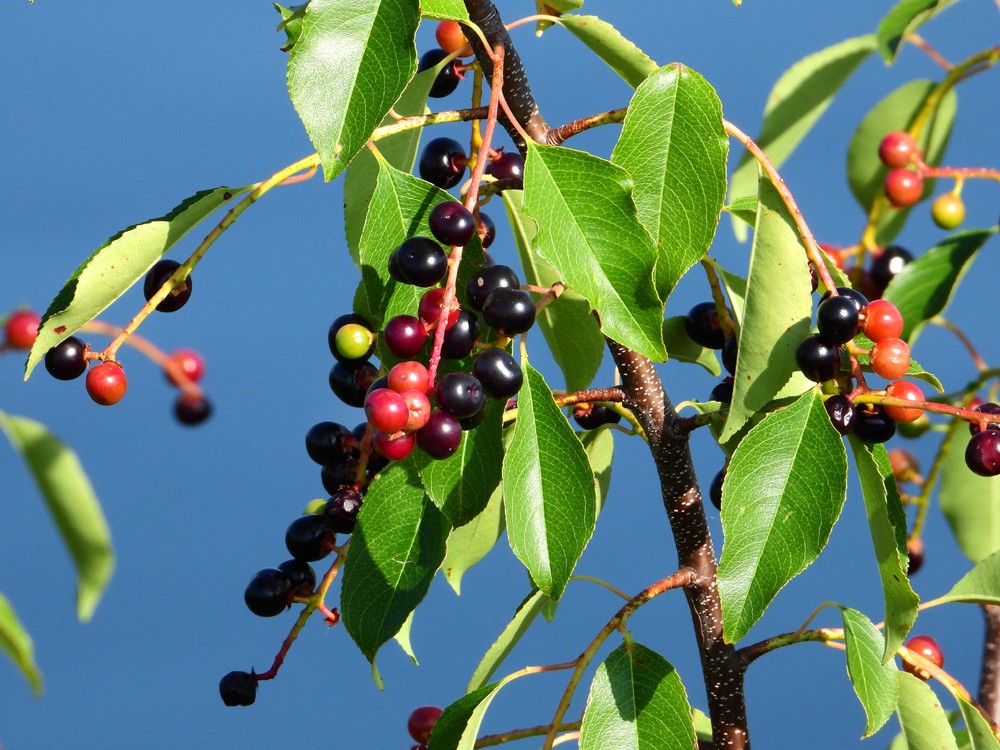 11.9.2023, Prunus padus, am Möhnesee, w., Foto Volkmar Brockhaus.jpg