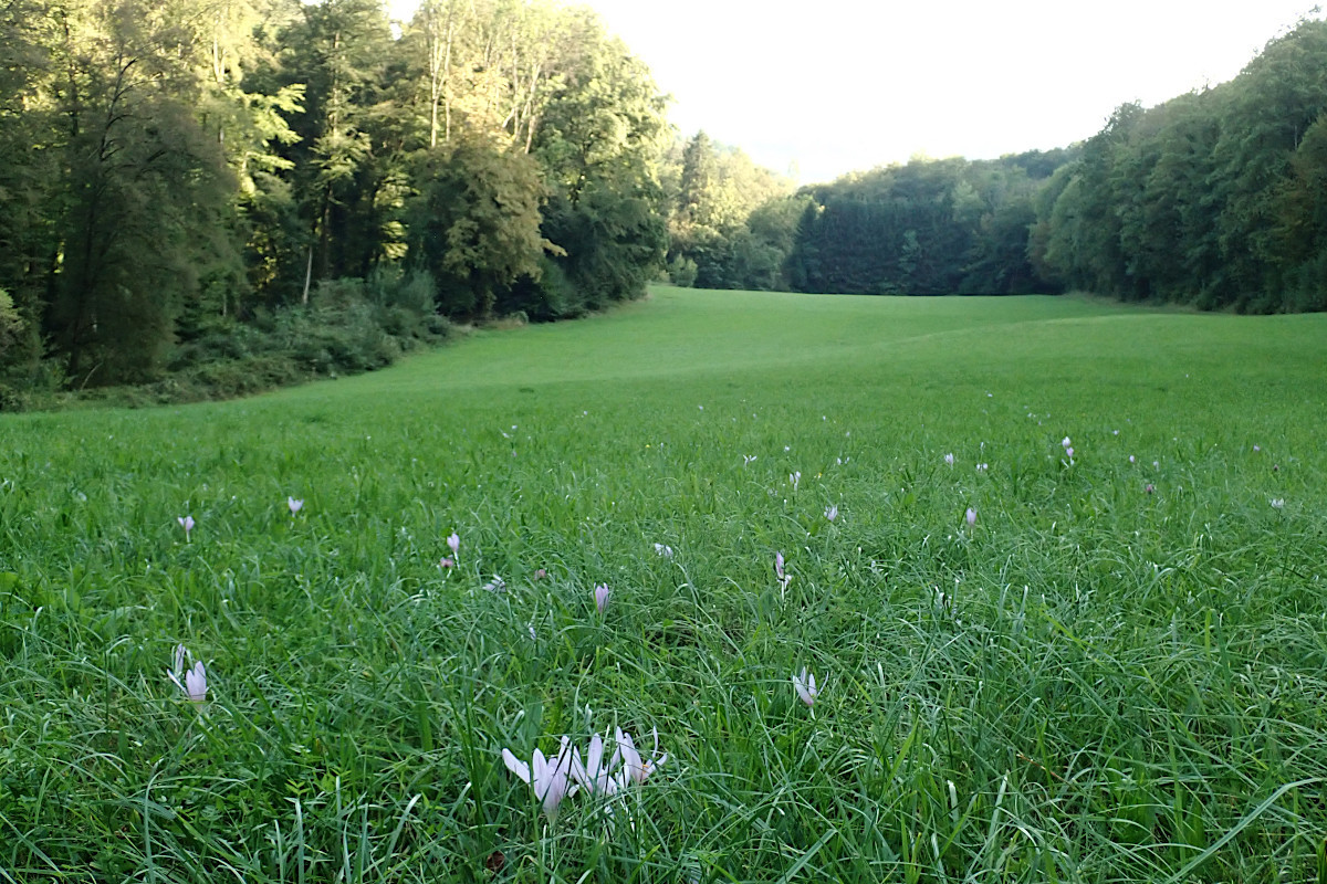 Colchicum autumnale-a_09-2023.jpg