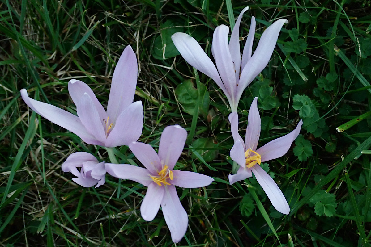 Colchicum autumnale-b_09-2023.jpg