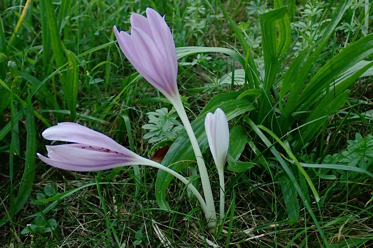 Colchicum autumnale-c_09-2023.jpg