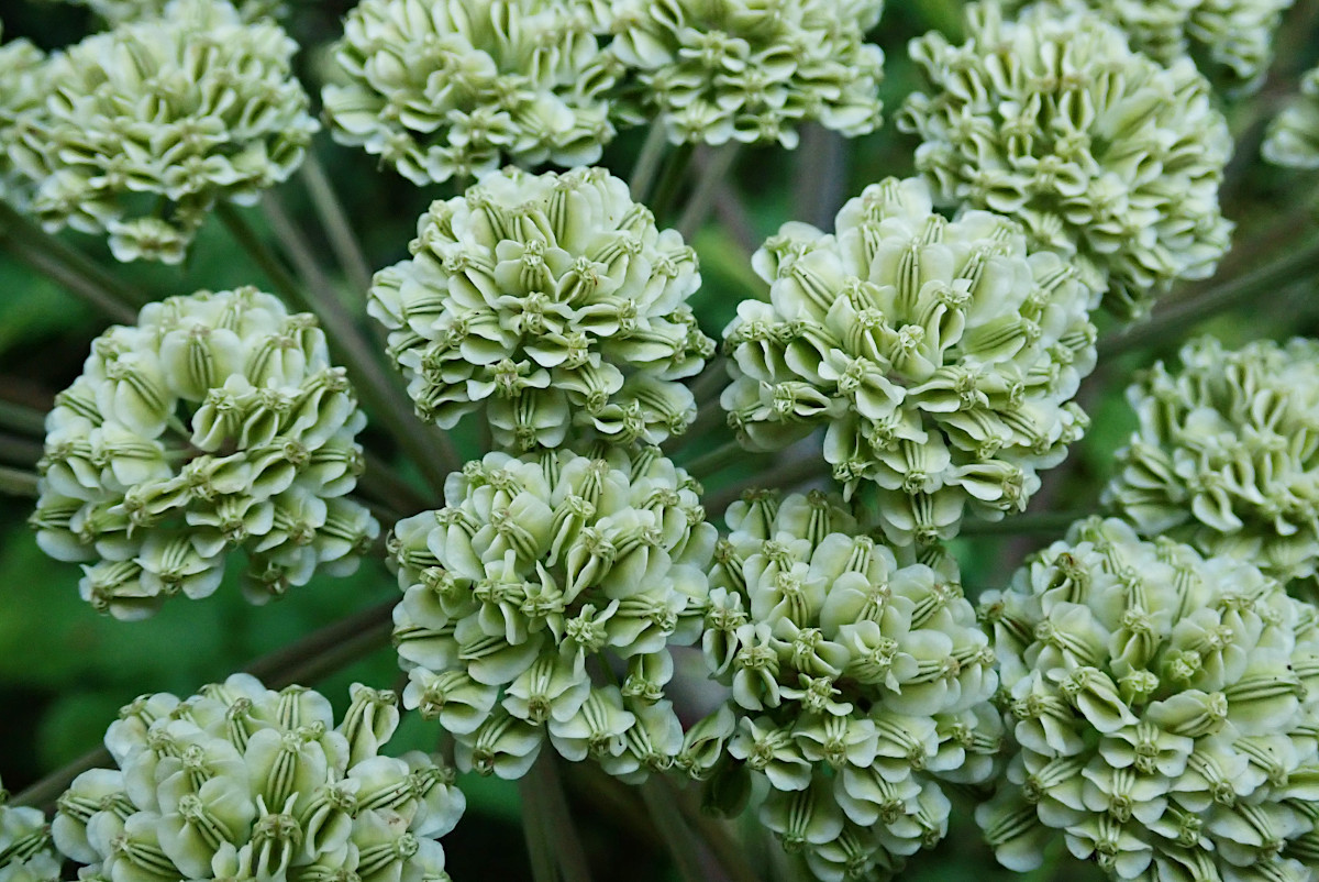 Angelica sylvestris - junge Früchte_09-2023.jpg