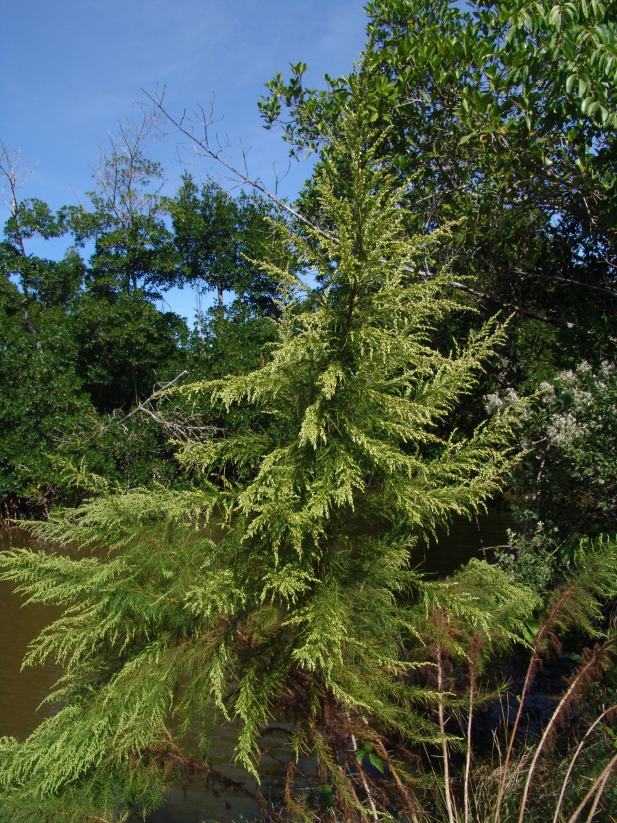 Eupatorium capillifolium SanibelIsland (27).JPG