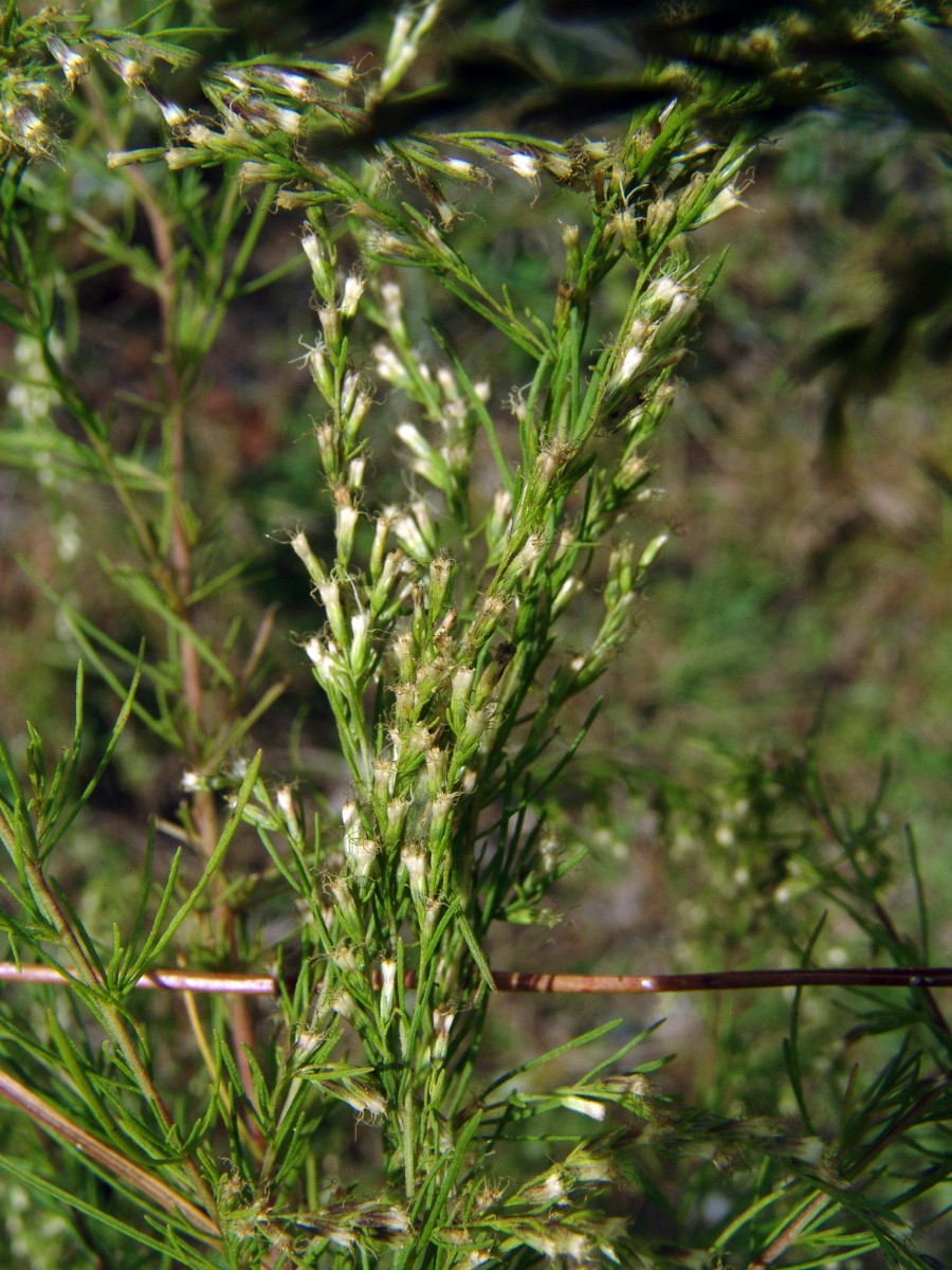 Eupatorium capillifolium (cf) NC-Florida Ocala G3.jpg