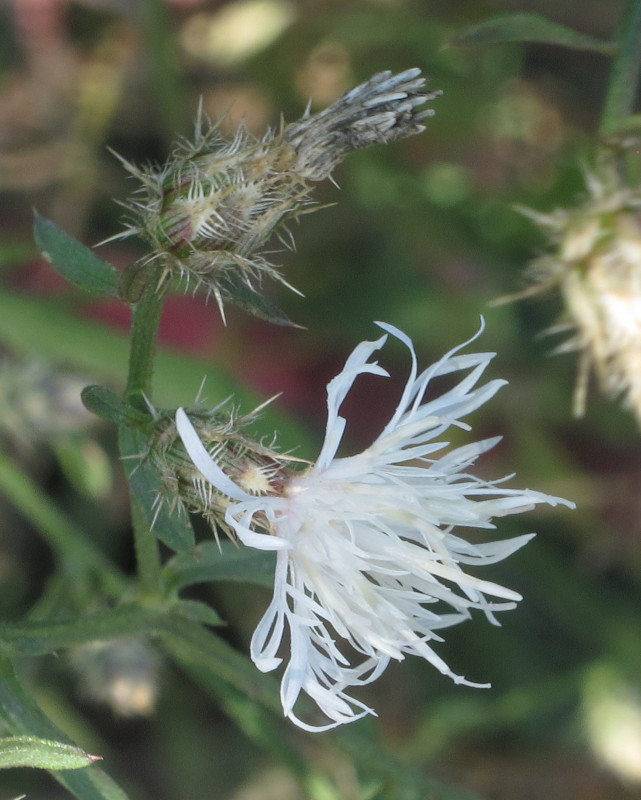 Blüte eines weißblühenden Exemplars