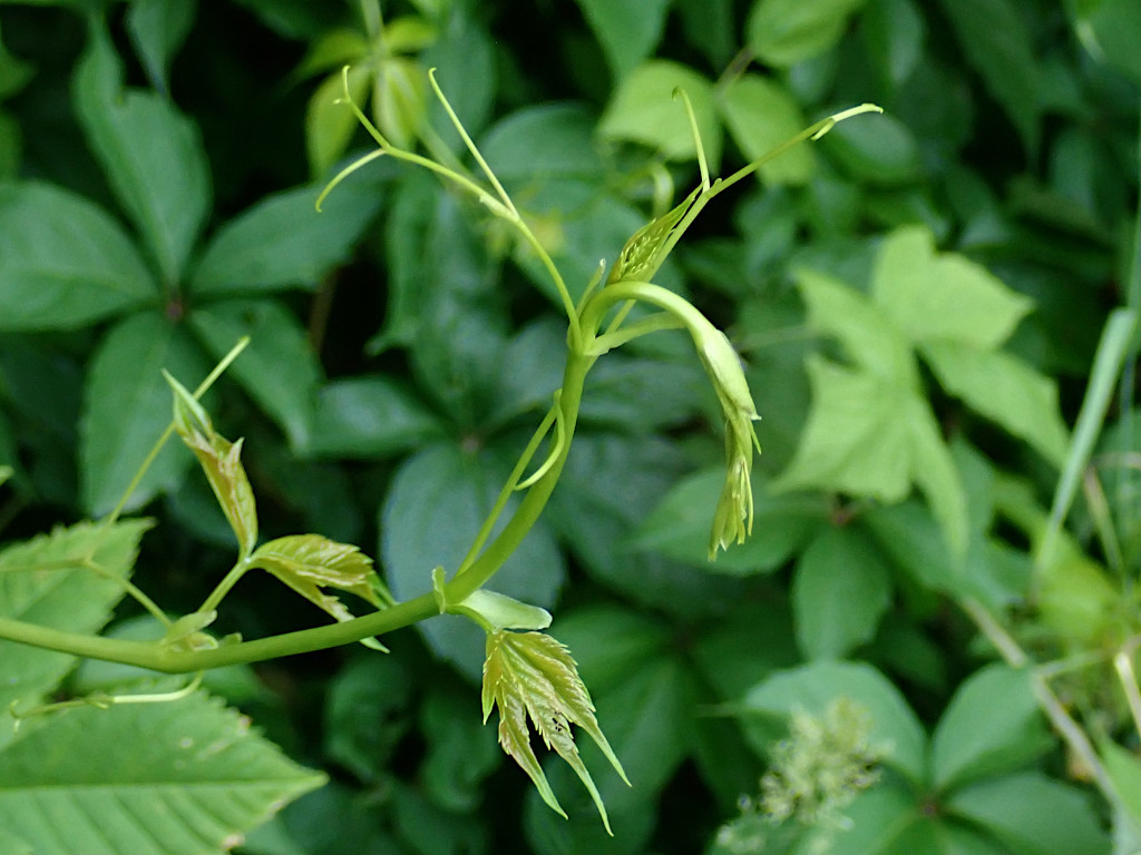 Parthenocissus inserta_junger Trieb_Auwald_06-2023.jpg