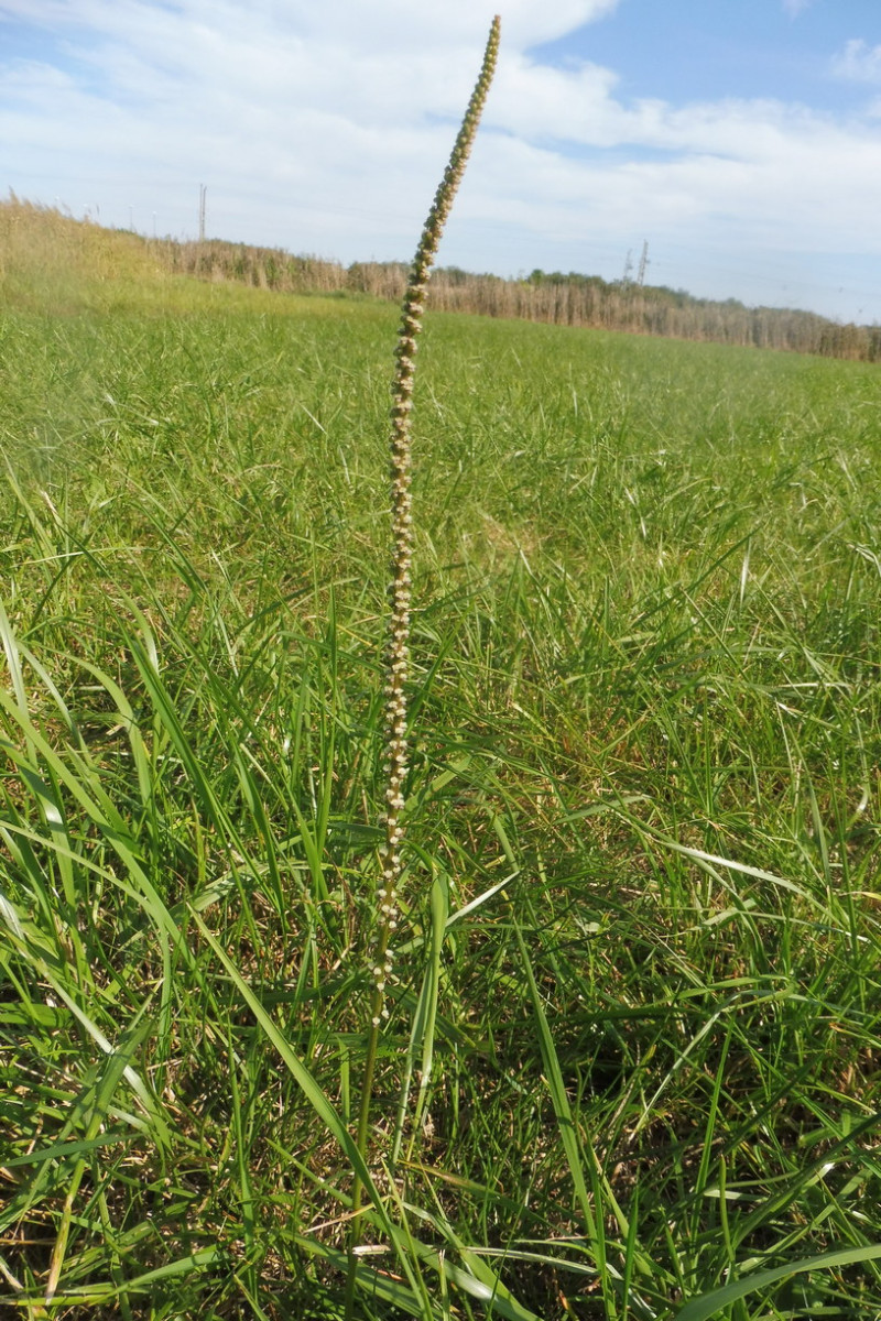 Triglochin maritima 1.JPG